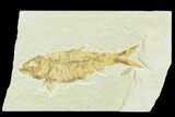 Bargain, Fossil Fish (Knightia) - Wyoming #126202-1